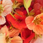 Capucines bio - Les jardins de ma petite