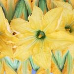 Fleur de courgettes bio - Les jardins de ma petite