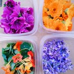 Fleurs comestibles 2 - Les jardins de ma petite