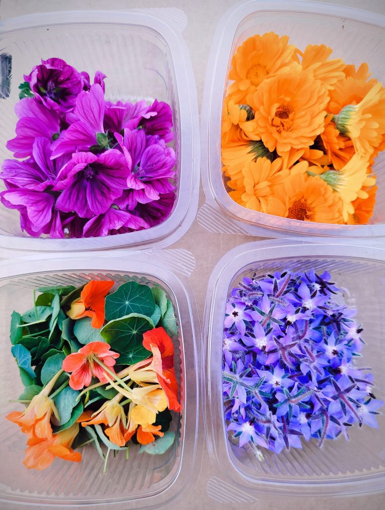 Fleurs comestibles 2 - Les jardins de ma petite