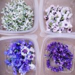 Fleurs comestibles 1 - Les jardins de ma petite