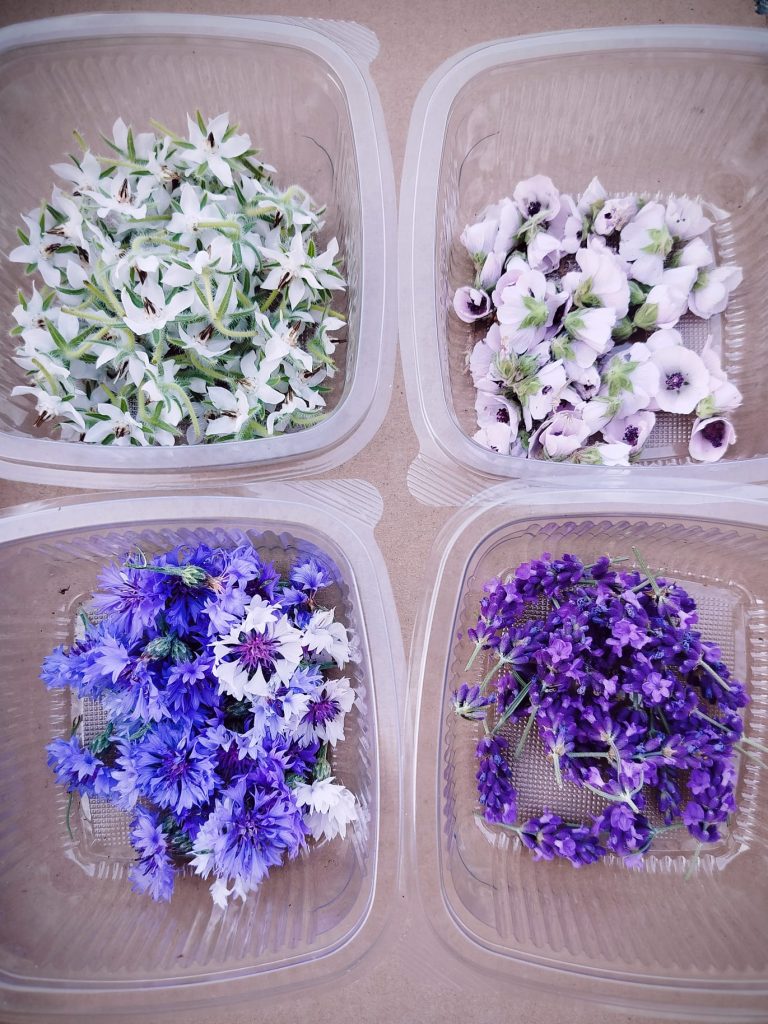 Fleurs comestibles 1 - Les jardins de ma petite