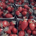 Fraises bio - Les jardins de ma petite