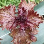 Shiso pourpre - Les jardins de ma petite