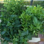 Aromatiques - Les jardins de ma petite